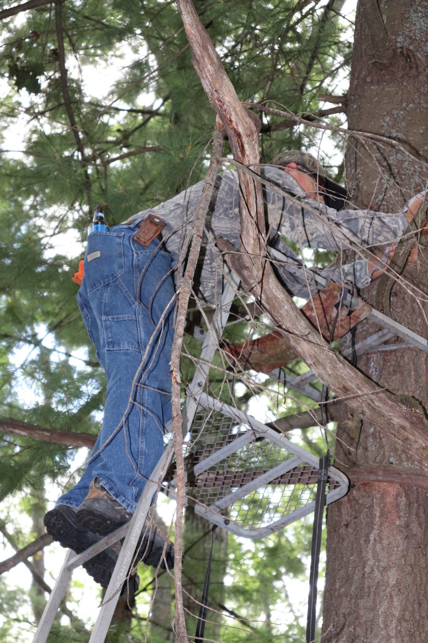 Strapping the stand to the tree.
