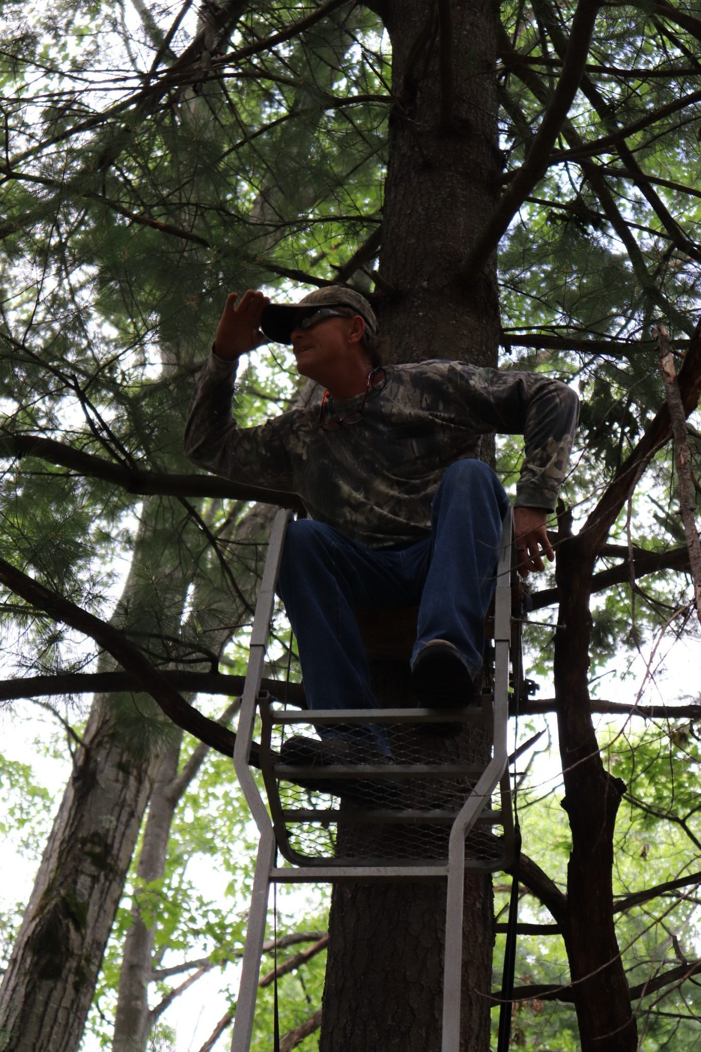 On the lookout for deer.