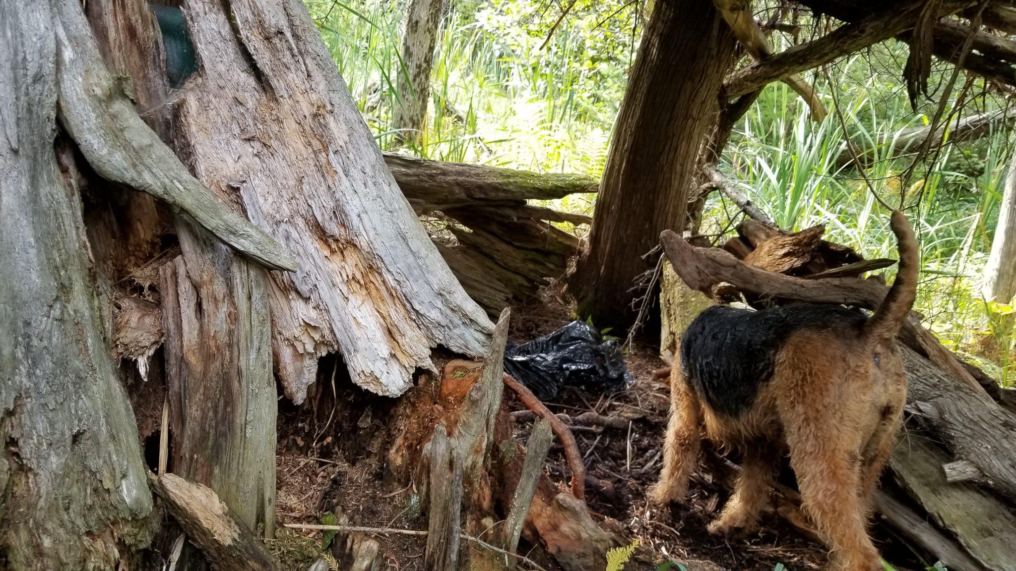 Teddie is not so sure about this deer blind thing.