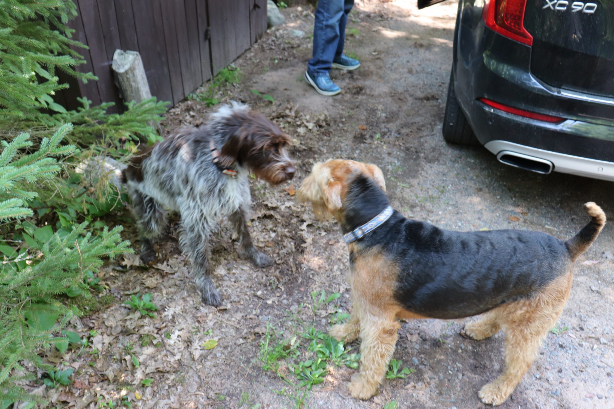 Teddie and Scout checking each other out.