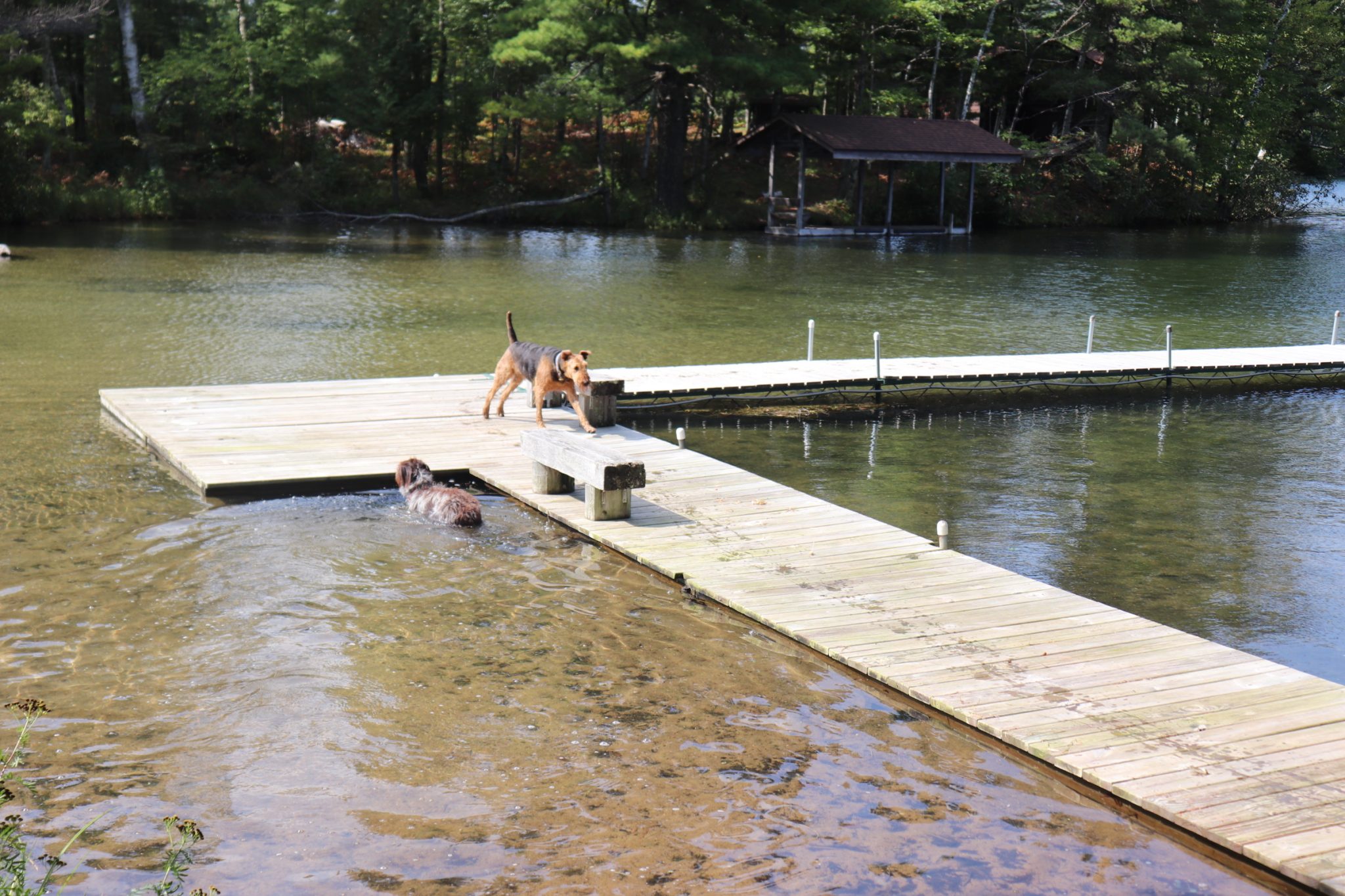Scout working the water with Teddie ignoring her.