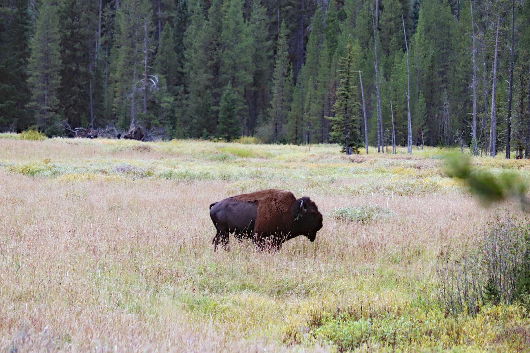 First of many Bison viewed in Yellowstone.