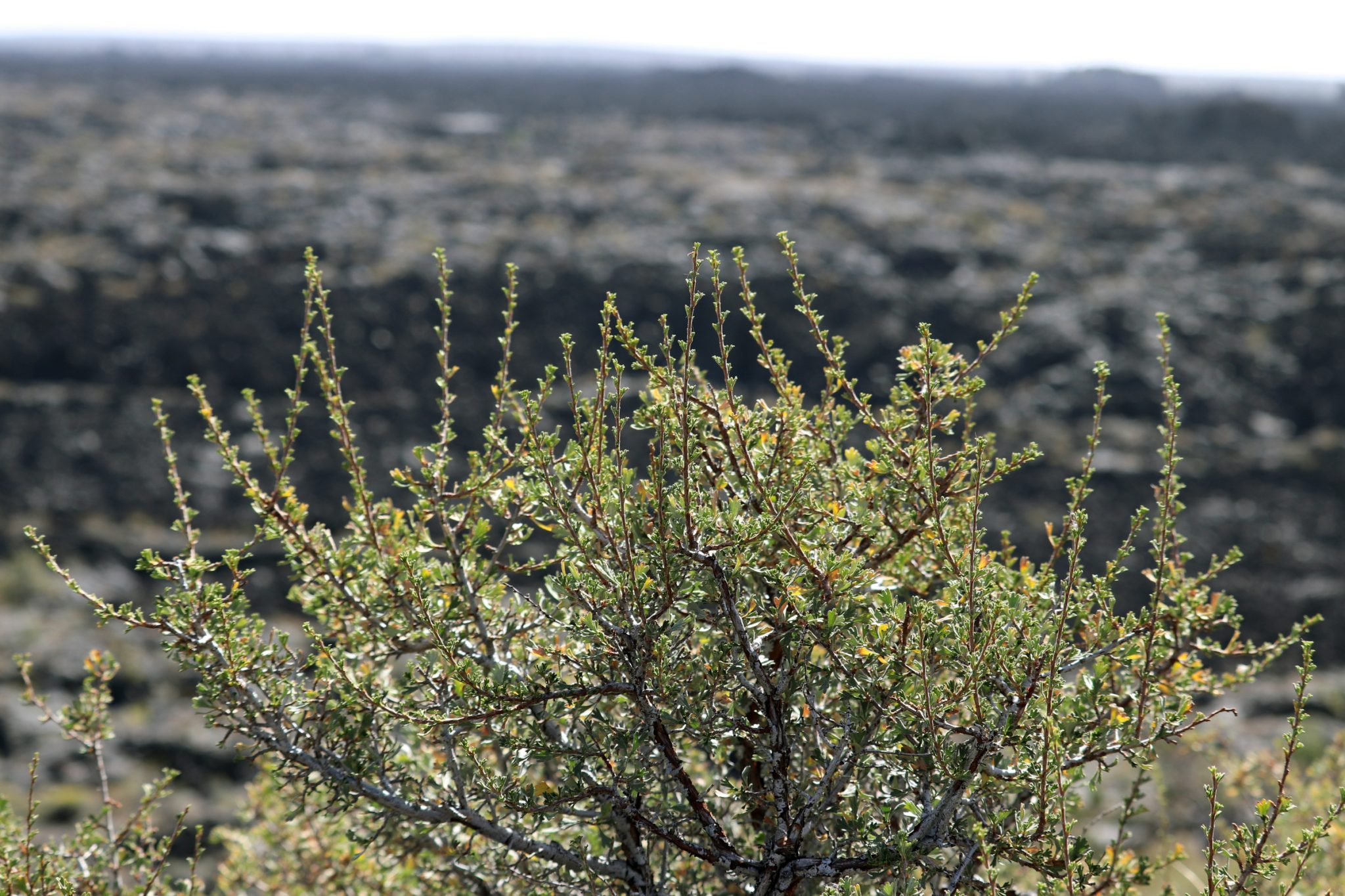 Craters of the Moon, ID.