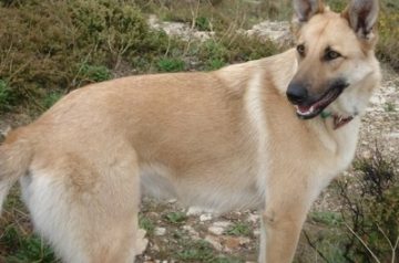 Belgian Malinois Shepherd Dog Adoniss