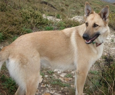 Belgian Malinois Shepherd Dog Adoniss