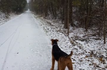 Teddi scouting the Causeway