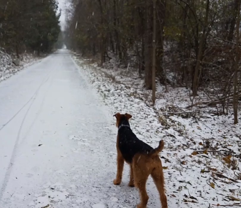 Teddi scouting the Causeway