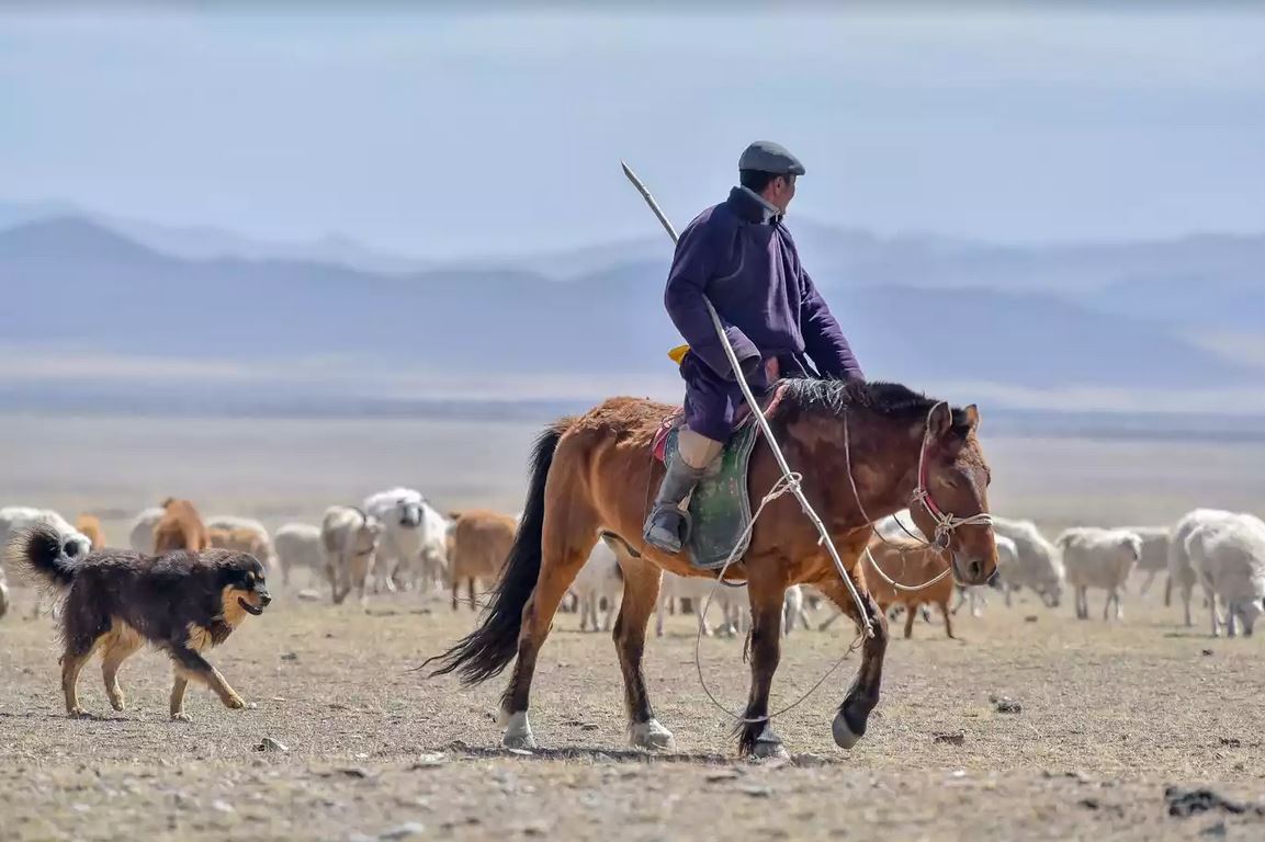 The Bankhar dog from mongolianz website