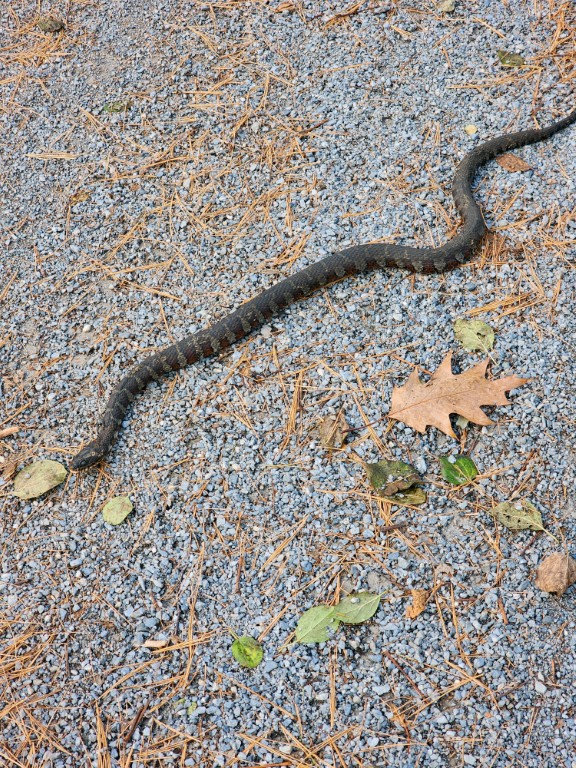 Water Snake Causeway Path Water Snake Causeway Path