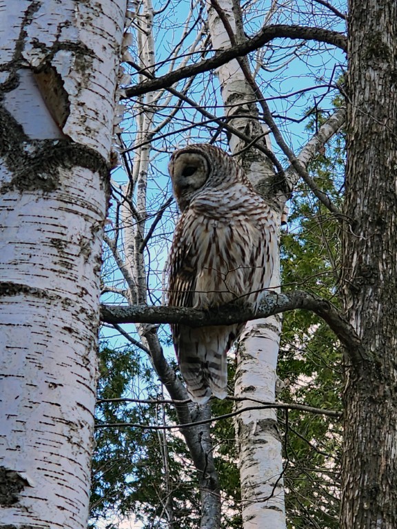 Barred Owl November 2023 Barred Owl November 2023