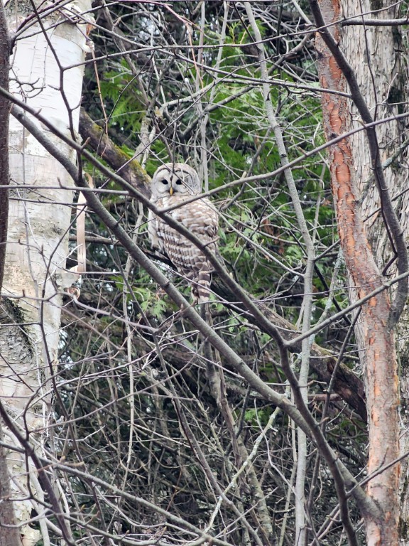 Barred Owl Causeway Path April 2024 Barred Owl Causeway Path April 2024