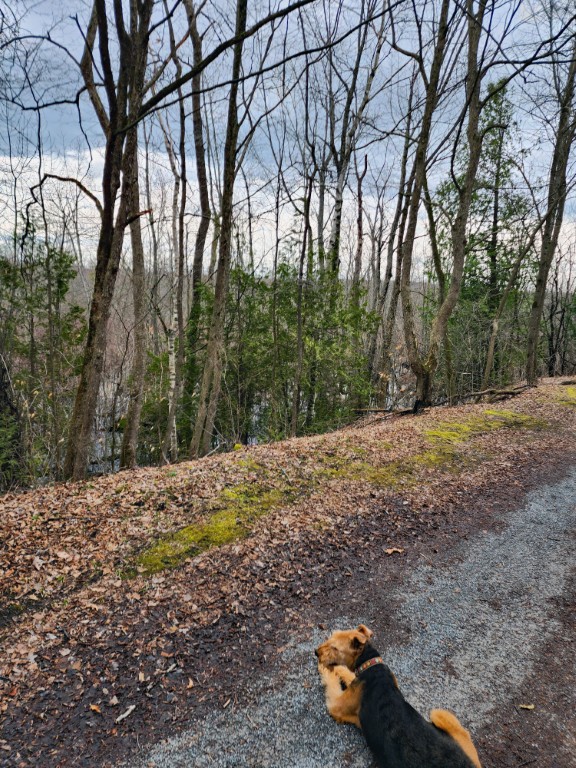 Slope to Wetlands Below Slope to Wetlands Below