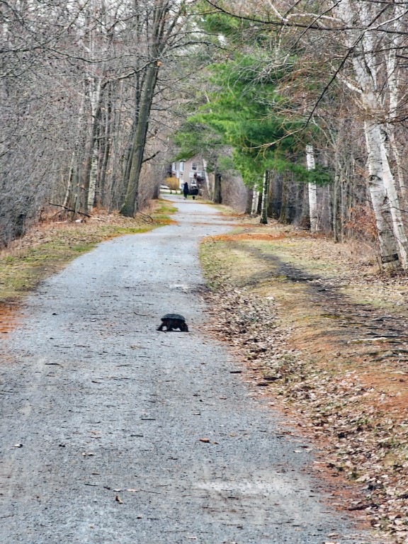 Snapping Turtle Causeway Path 2 Snapping Turtle Causeway Path 2