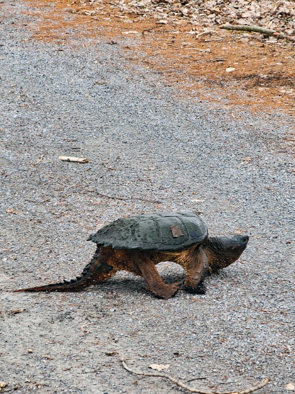 Snapping Turtle Causeway Path Snapping Turtle Causeway Path