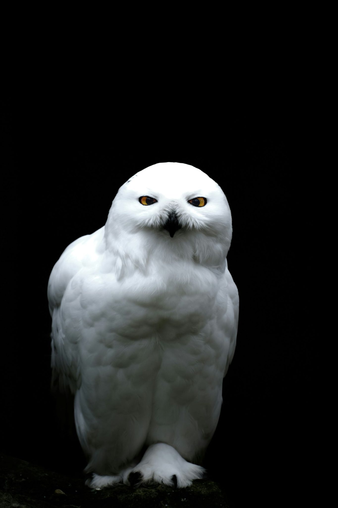 Snowy Owl Photo by Alfred Kenneally on Unsplash