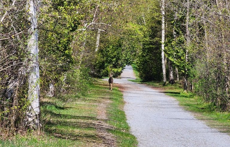 Deer Causeway path 1