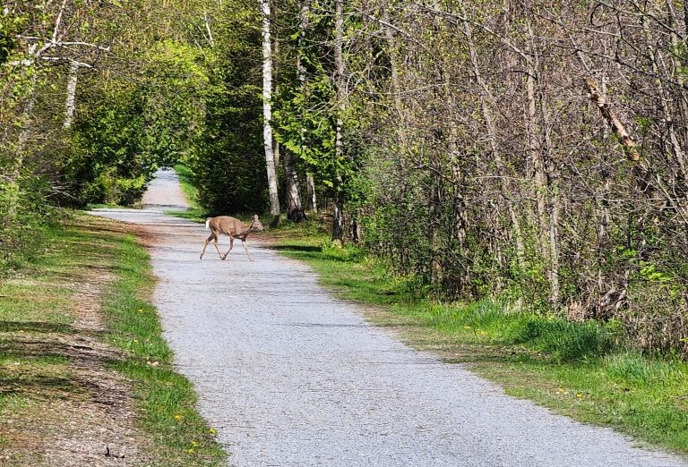 Deer Causeway path 3