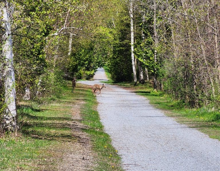 Deer Causeway path 2