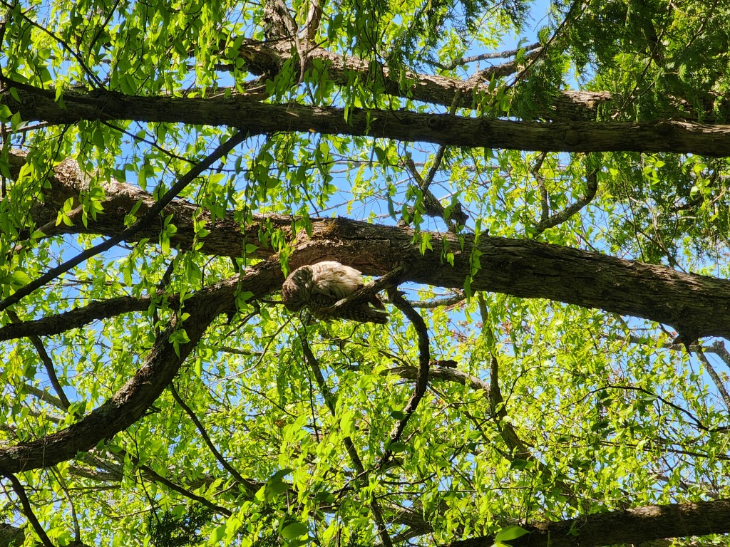 Barred Owl May 19, 2024