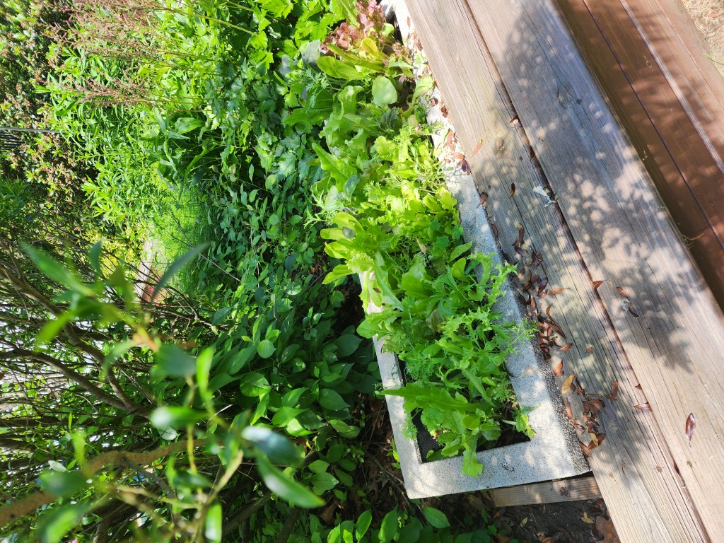 Fresh greens