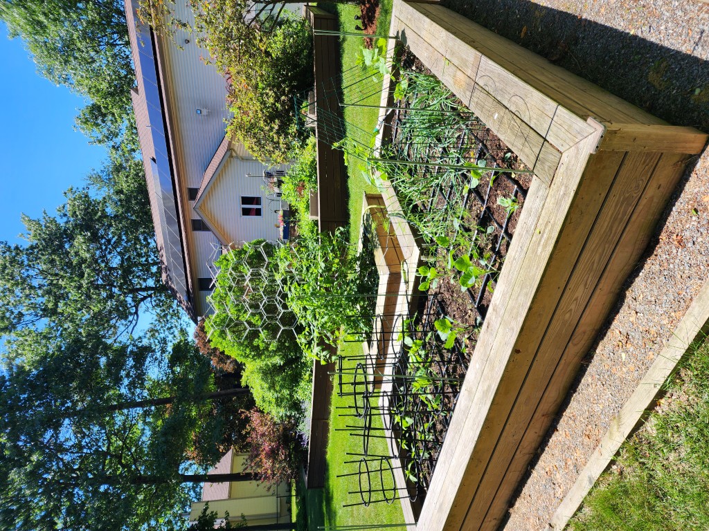 Raised garden early June
